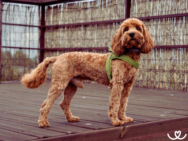 Psi-plemeno-cavapoo (13)